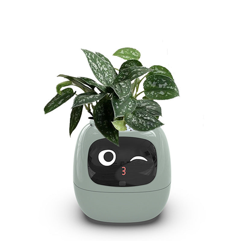The Magic Plant™ - Living Plant Friend