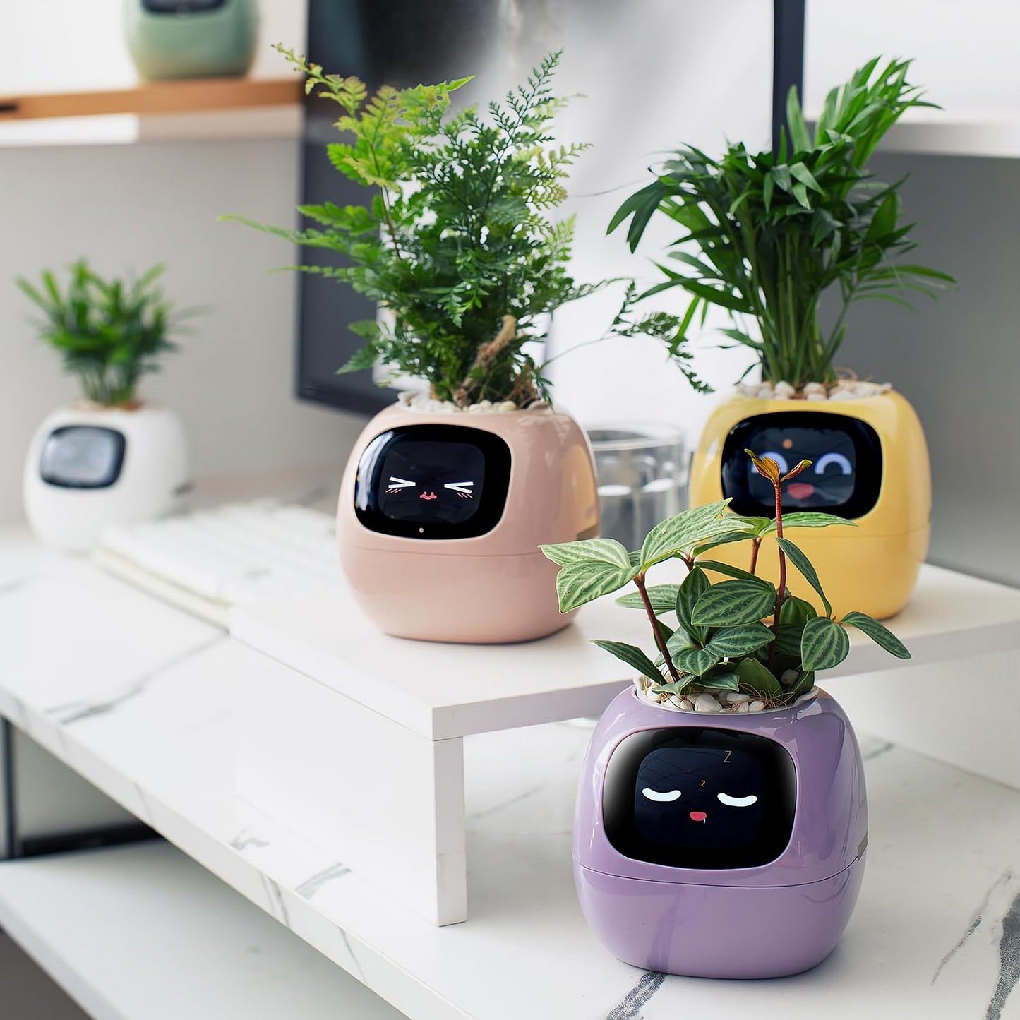 The Magic Plant™ - Living Plant Friend