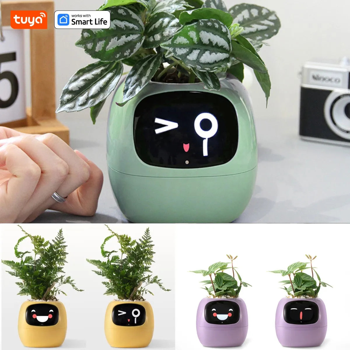 The Magic Plant™ - Living Plant Friend