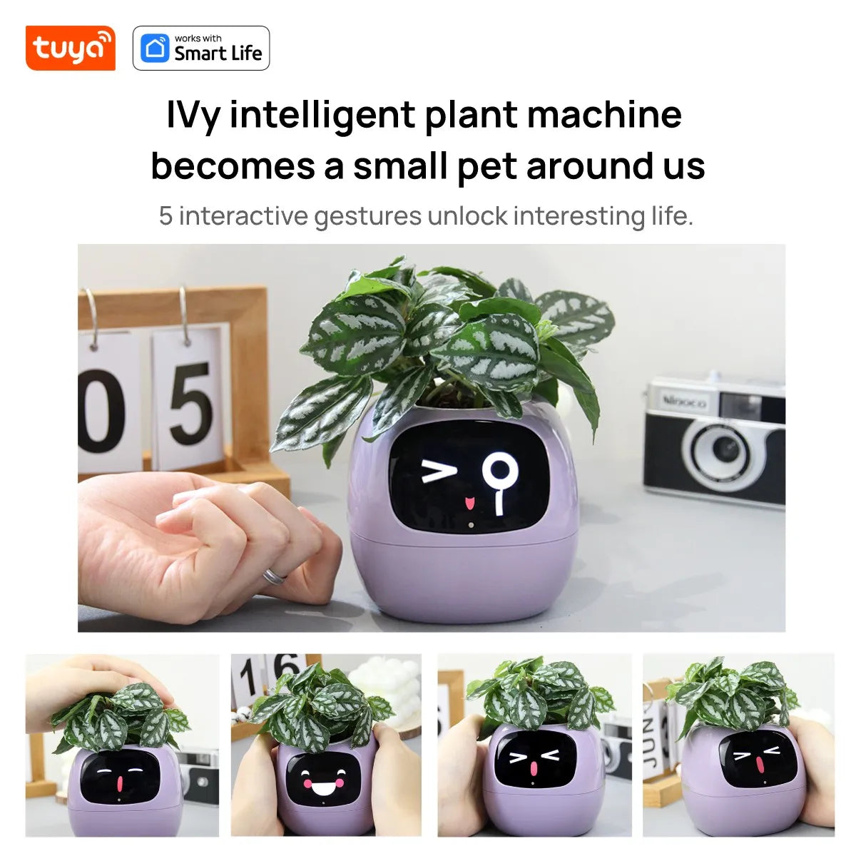 The Magic Plant™ - Living Plant Friend